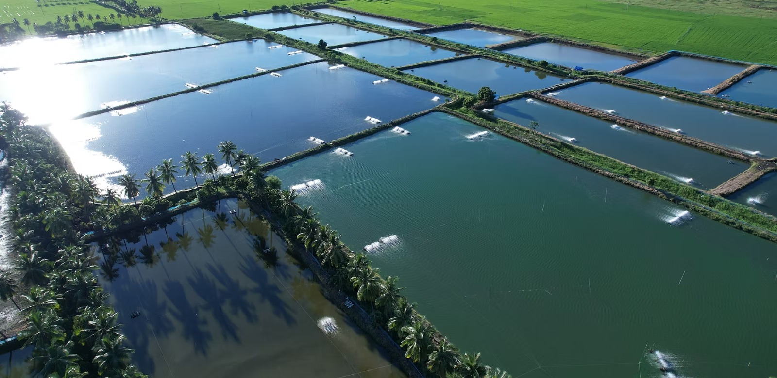 Aquaculture ponds seen from a satellite