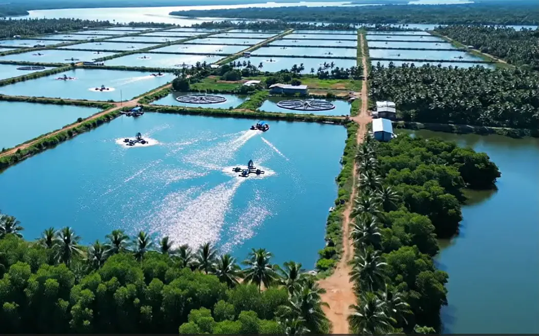 A farm buddy's district: ponds under aeration