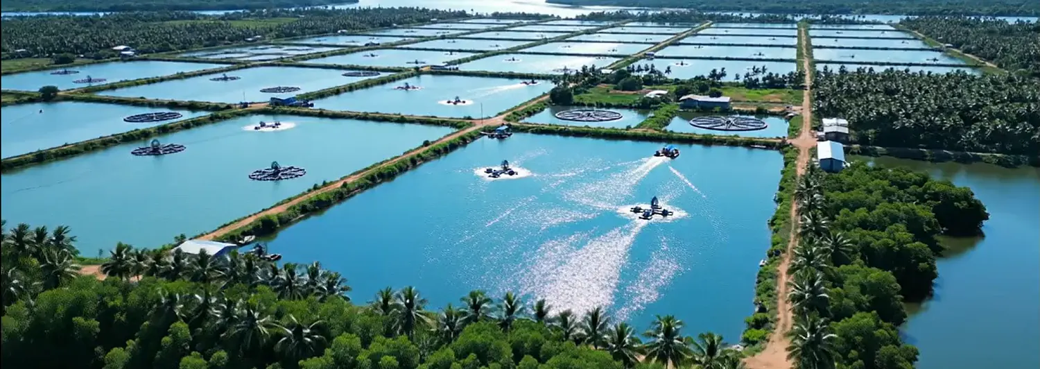 Shrimp ponds along the coastal delta