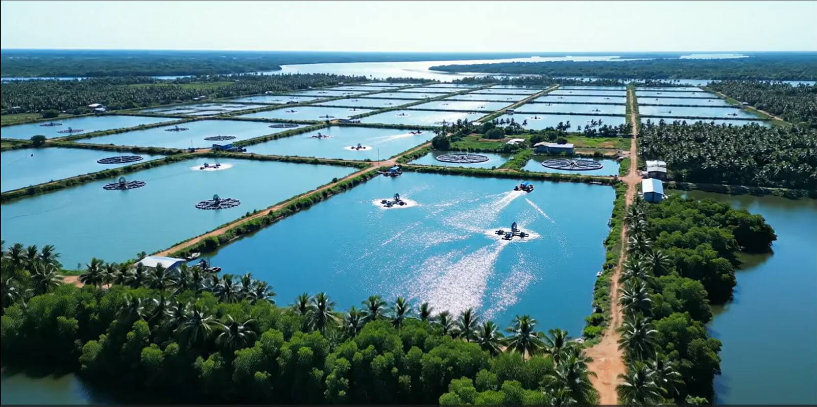 A conventional pond farm
